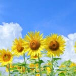 Bright yellow sunflowers in bloom under a clear blue sky with fluffy white clouds and a bright sun in the corner.