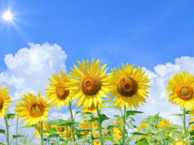 Bright yellow sunflowers in bloom under a clear blue sky with fluffy white clouds and a bright sun in the corner.
