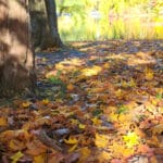 Autumn leaves cover a park path beside a tree, with a lake and colorful trees in the background.