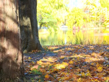 Autumn leaves cover a park path beside a tree, with a lake and colorful trees in the background.